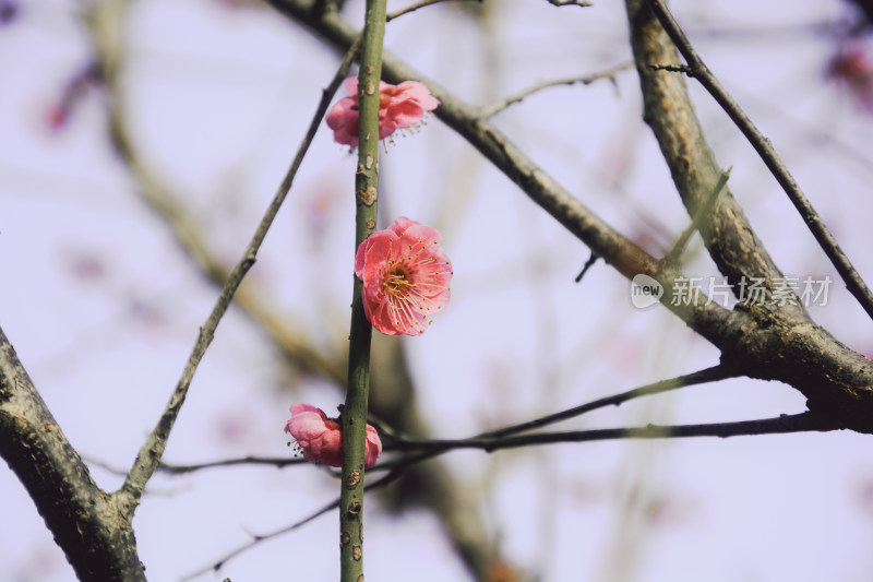 特写粉色梅花枝干