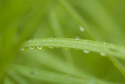 绿植叶子雨水露水露珠微距特写