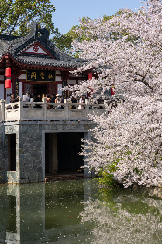 武汉东湖樱花园里的景色