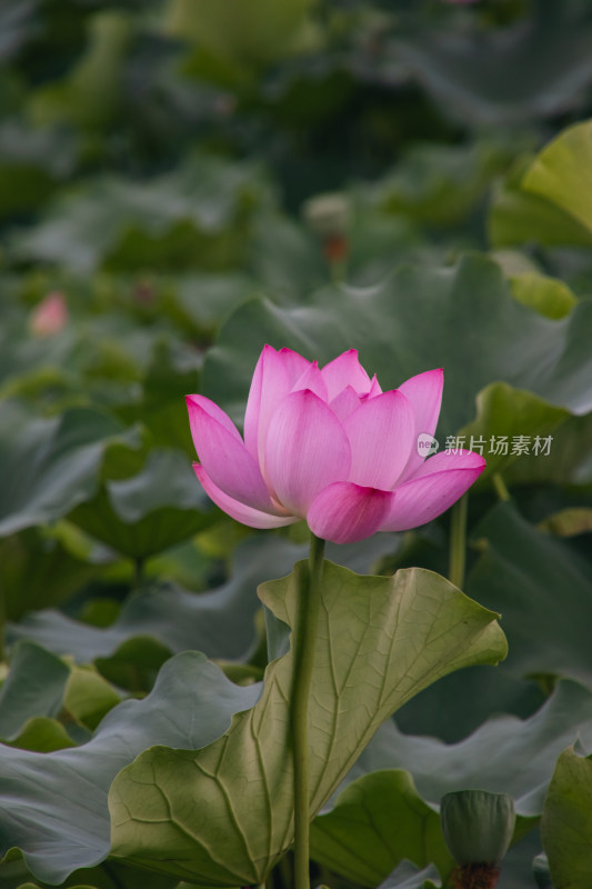 夏季荷花开放特写镜头