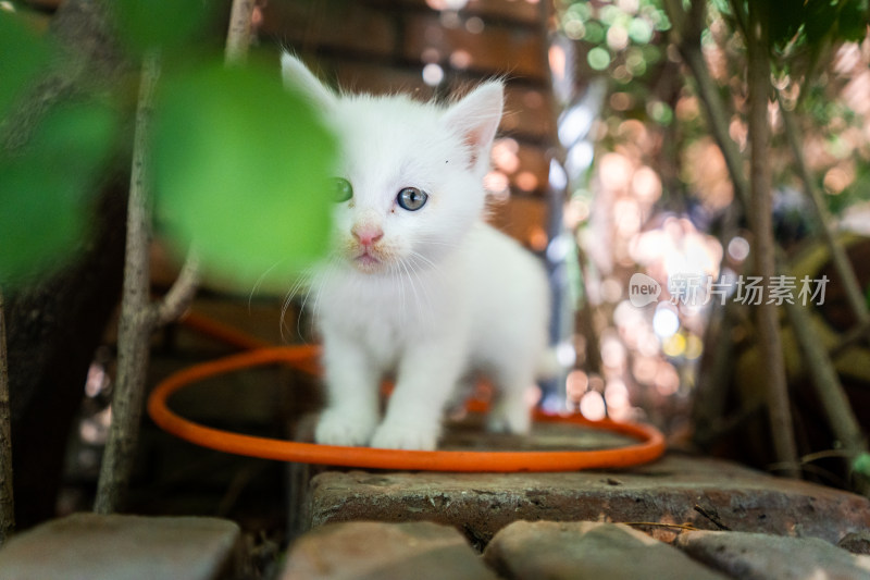 小猫白猫站在橙色水管上