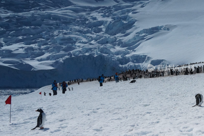 南极雪地游客与企鹅共处场景