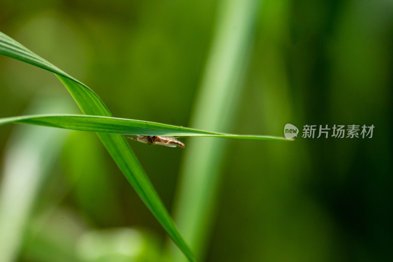 春季昆虫植物上的稻飞虱