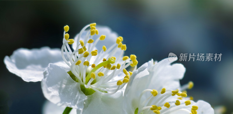 特写白色花卉花蕊细节