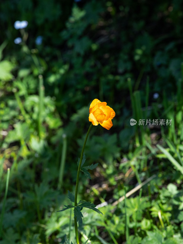 夏天草地上盛开的黄色花朵