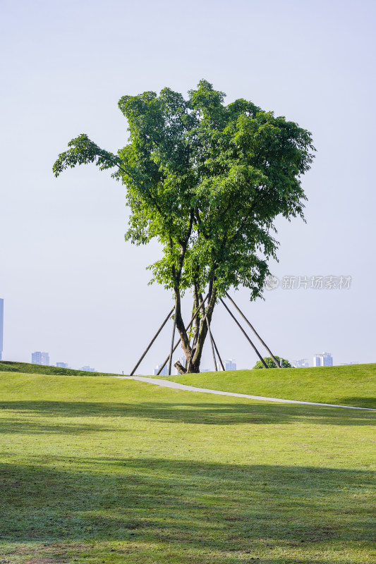 阳光下一棵绿树的风景照片