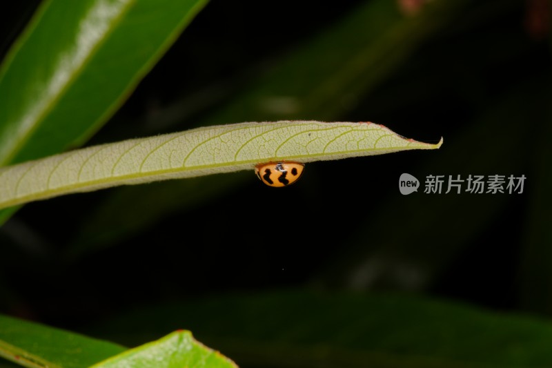 植物上的瓢虫