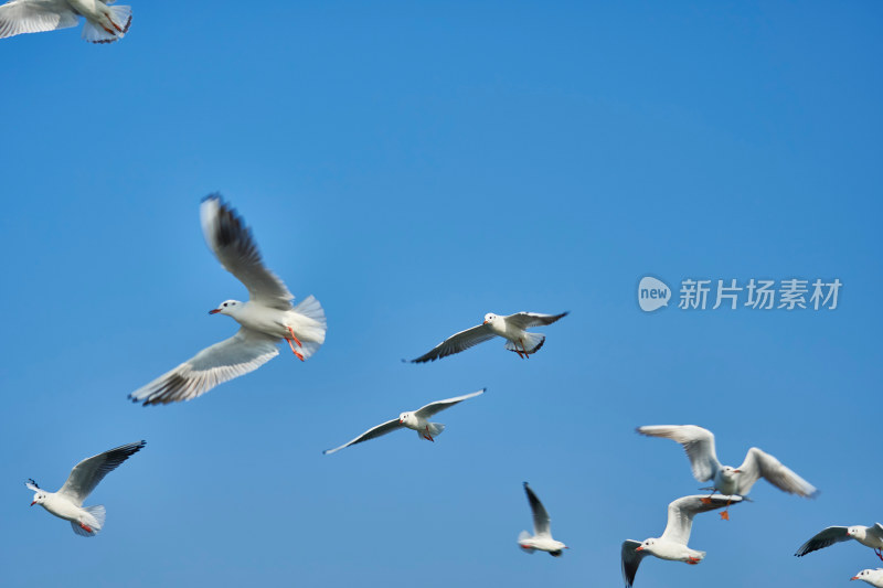 太湖红嘴鸥