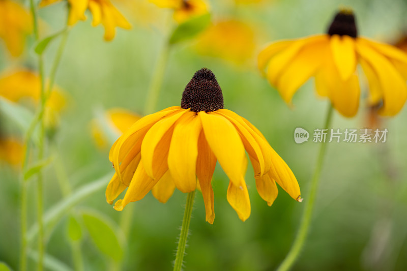 园艺植物黑心菊微距特写