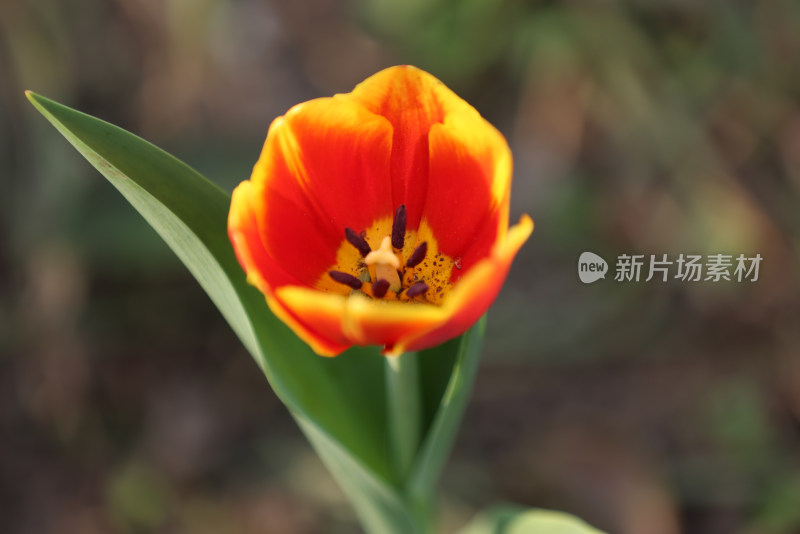 杭州太子湾公园绽放的一朵郁金香