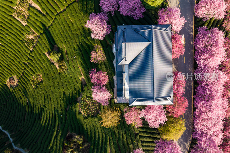 福建龙岩永福台品樱花茶园