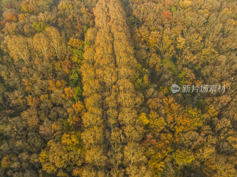 航拍秋季南京中山陵风景区金色梧桐大道