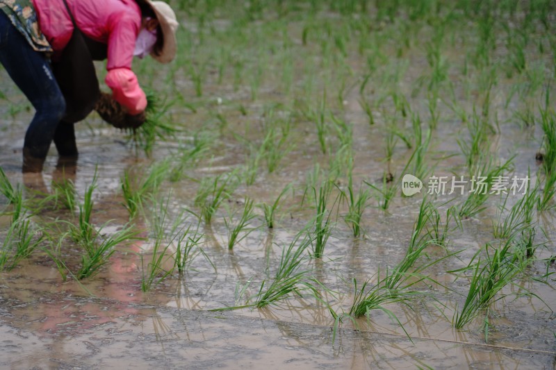 水稻栽种