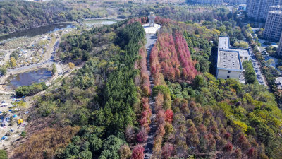 武汉江夏区藏龙岛湿地公园航拍