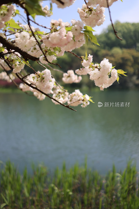 杭州西湖风景区乌龟潭的晚樱