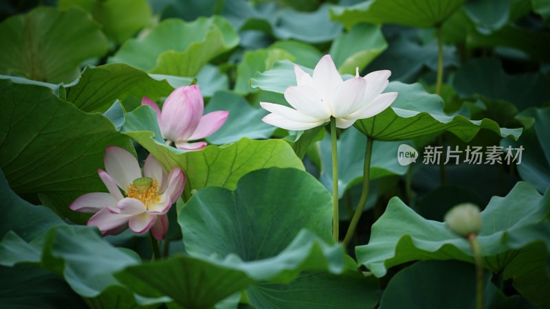 荷花池中夏韵如诗