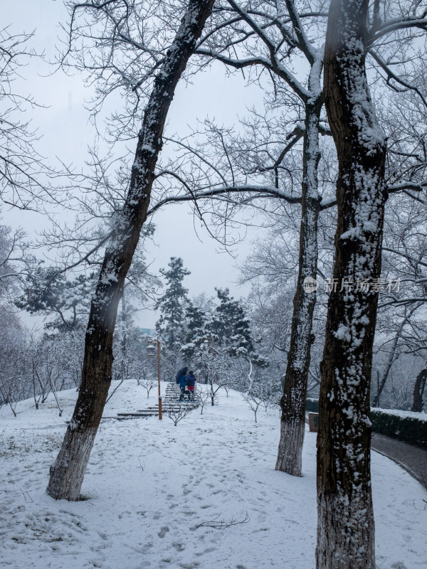 雪中树林小路 冬日唯美自然景观