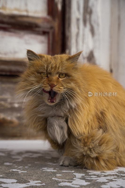 张着嘴巴的橘色猫咪近景特写