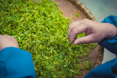 特写新鲜茶叶素材