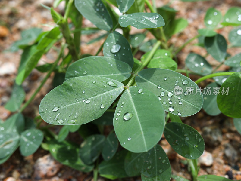 春天绿色的植物叶子树叶和水滴雨滴