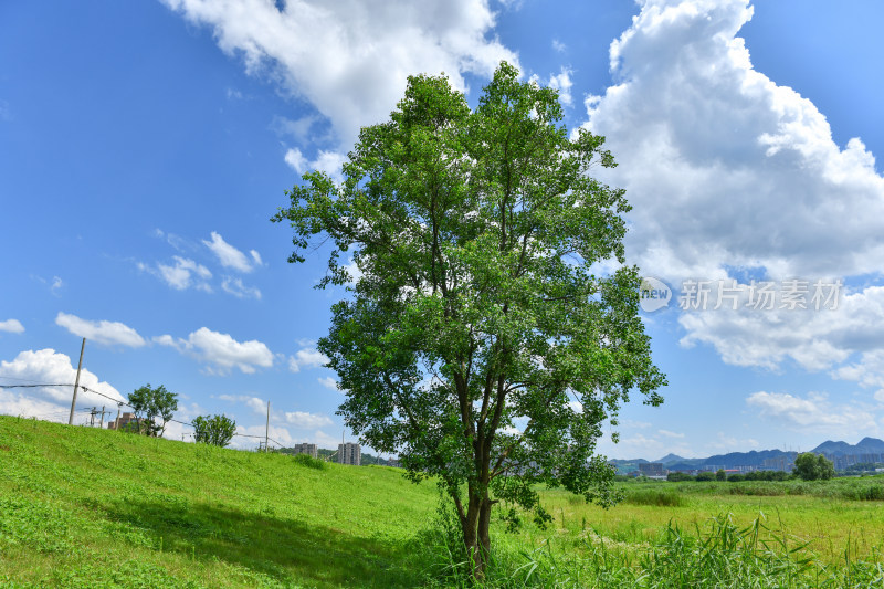 蓝天白云阳光绿树绿草地