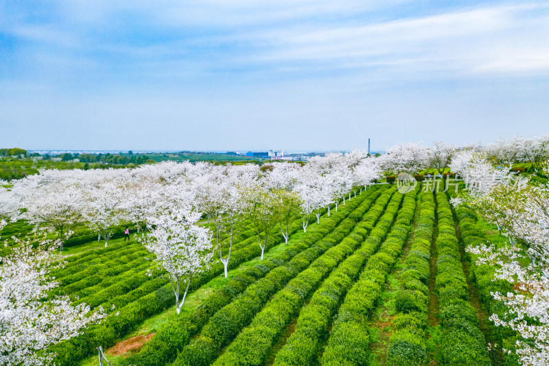 茶园茶山