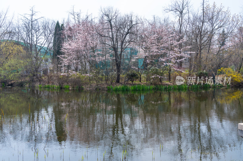 青岛中山公园樱花盛开的粉色樱花