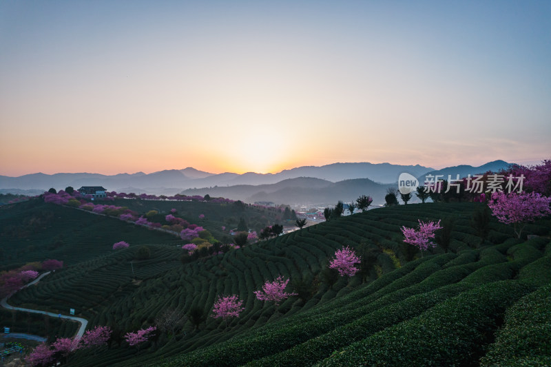 福建龙岩永福台品樱花茶园