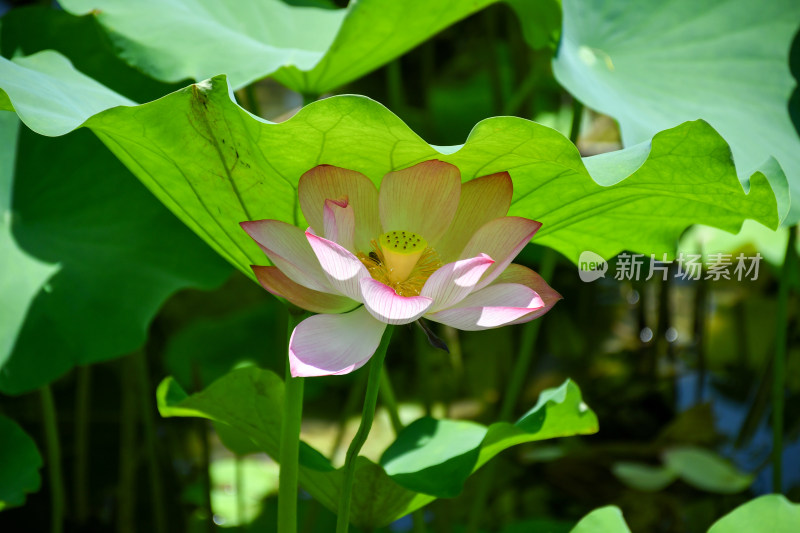 荷花，优雅绽放于碧绿荷叶间