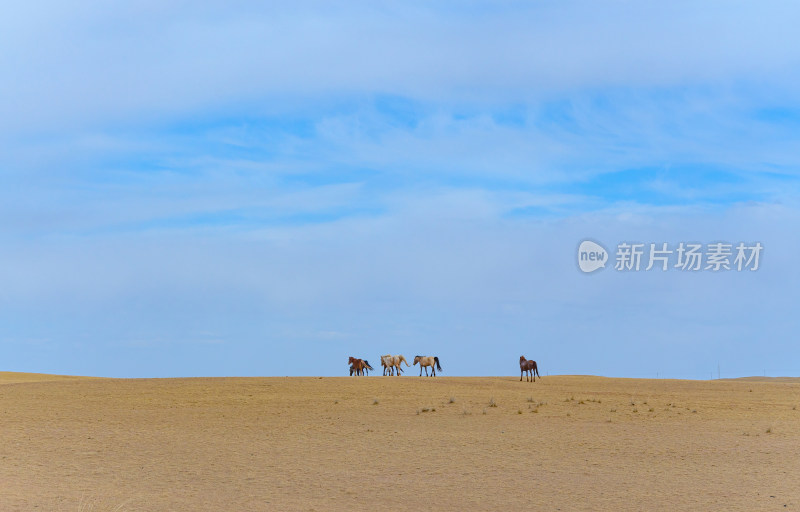 内蒙古巴彦淖尔温根塔拉旅游景区草原牧场马