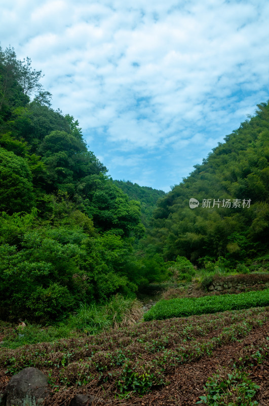 山中的自然风景