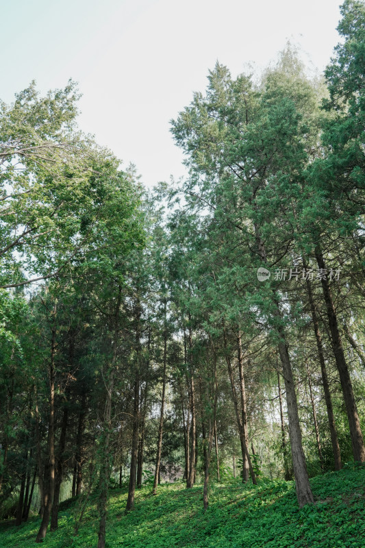 北京圆明园公园树林风景