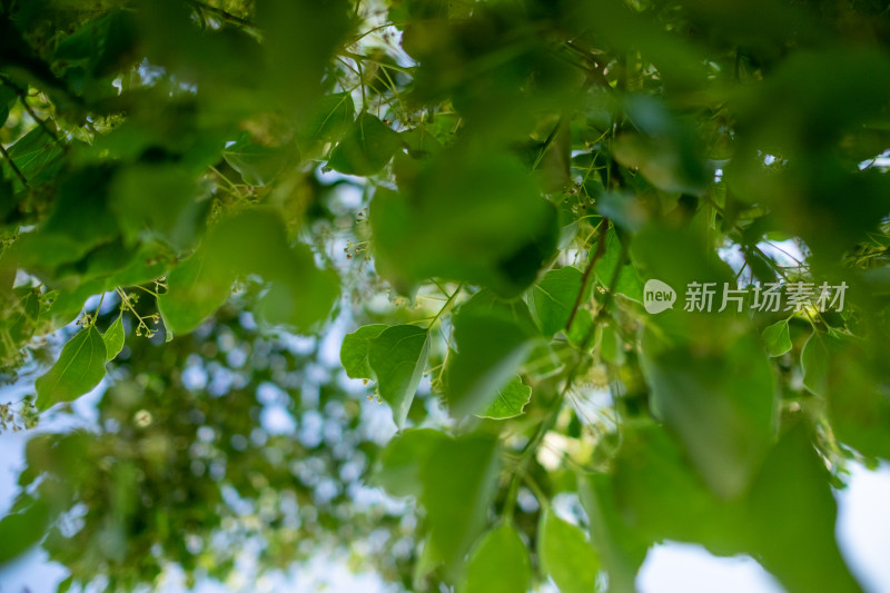 绿叶繁茂的树枝自然景象特写