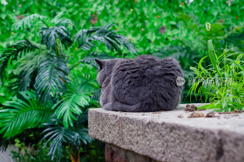 庭院中一只黑猫