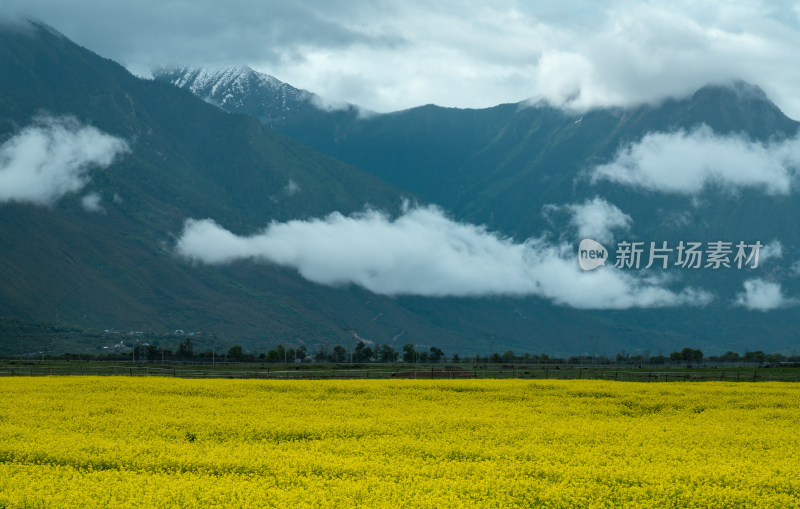 西藏波密桃花沟深处的田园风光