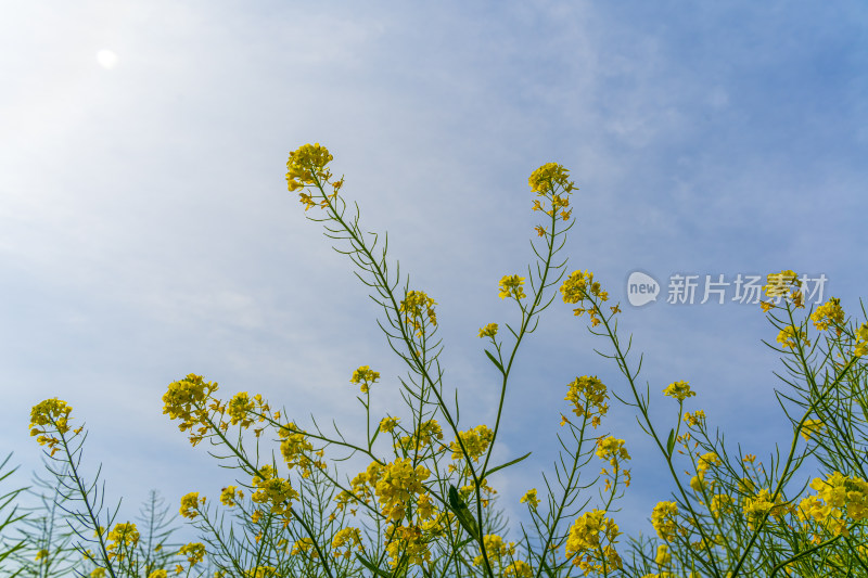 阳光下低视角的油菜花，蓝天白云是背景