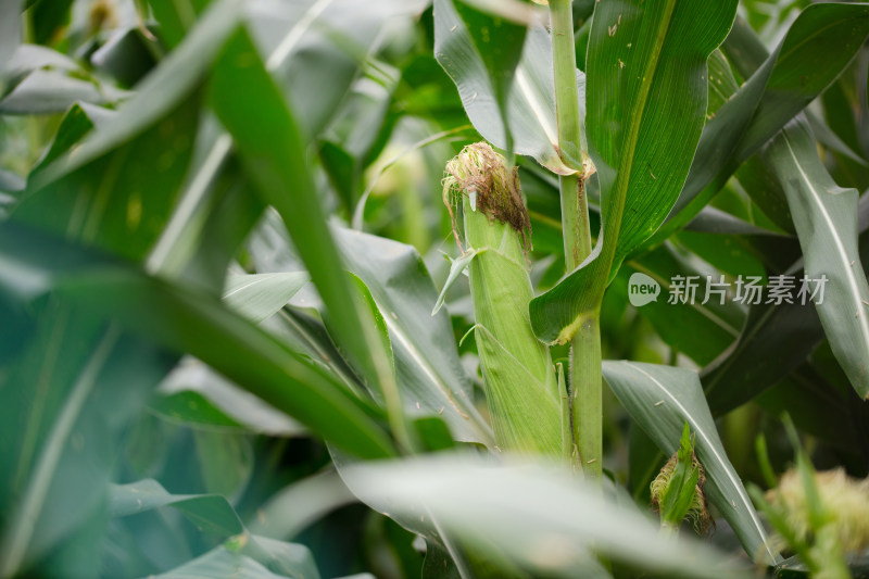 还未成熟的鲜嫩玉米棒在生长