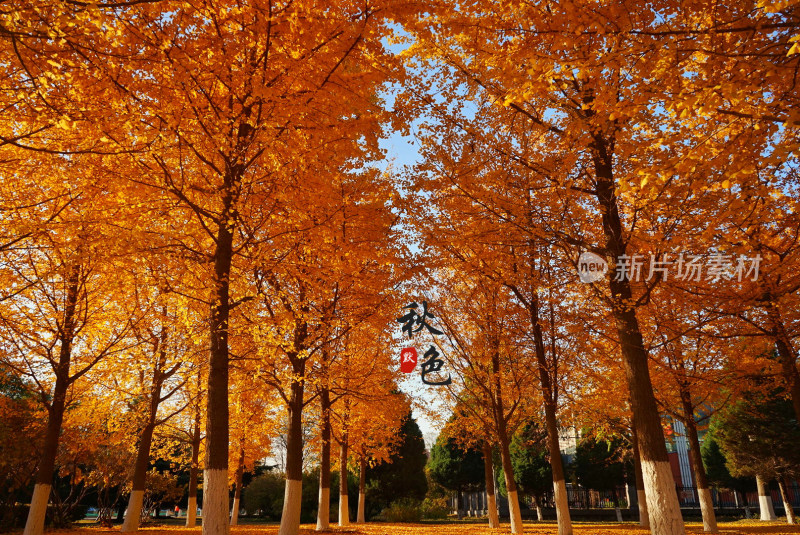 秋日金黄色银杏树林景观