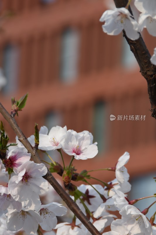 建筑背景下盛开的樱花树