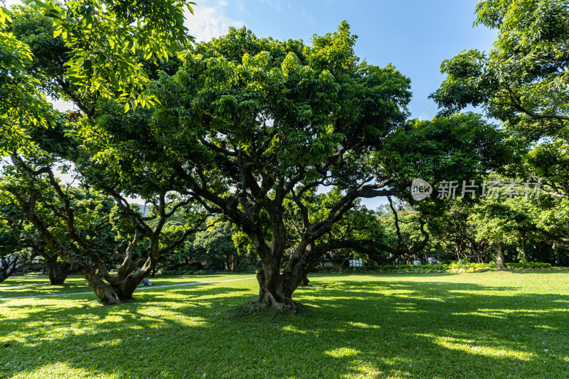 荔枝林、荔枝树