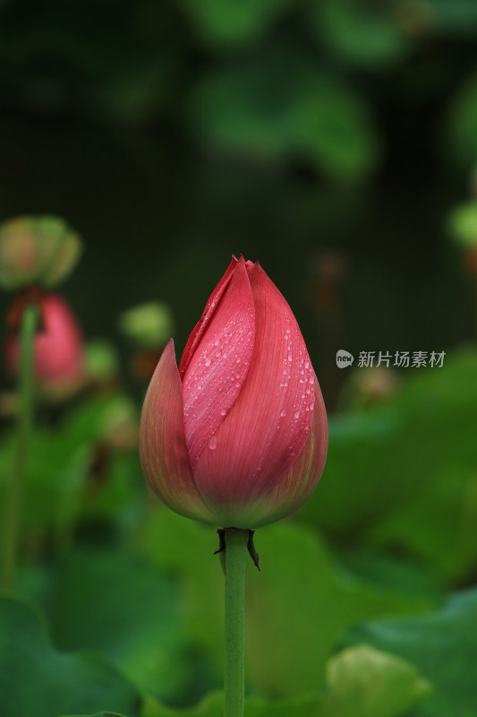 雨水打湿的荷花