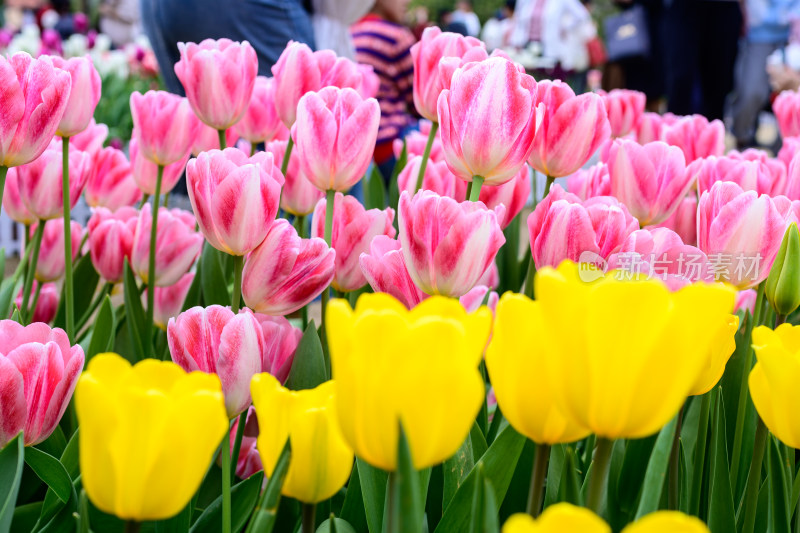 郁金香花卉景观