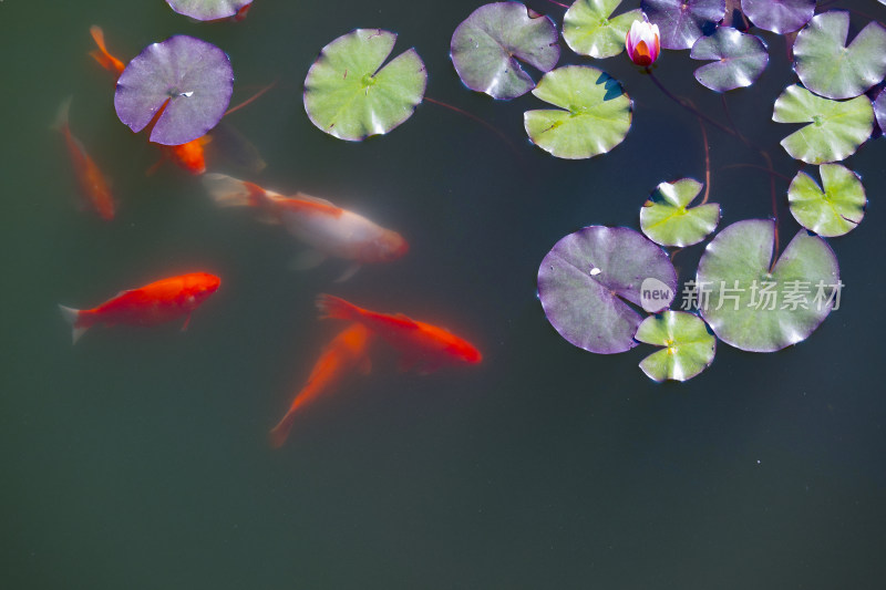 夏天池塘盛开的粉色睡莲和游动的锦鲤风景