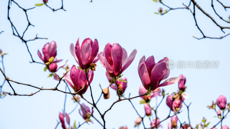 3月春天的玉兰树开花