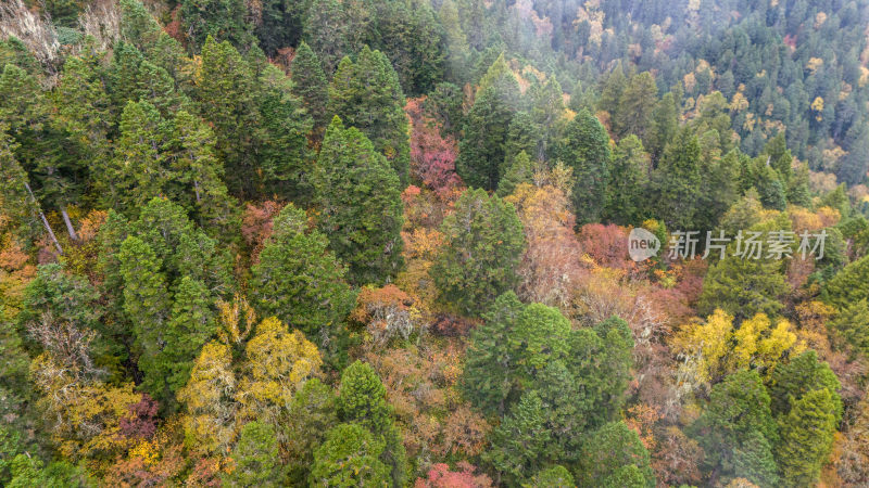 阿坝州黄龙风景名胜区秋色