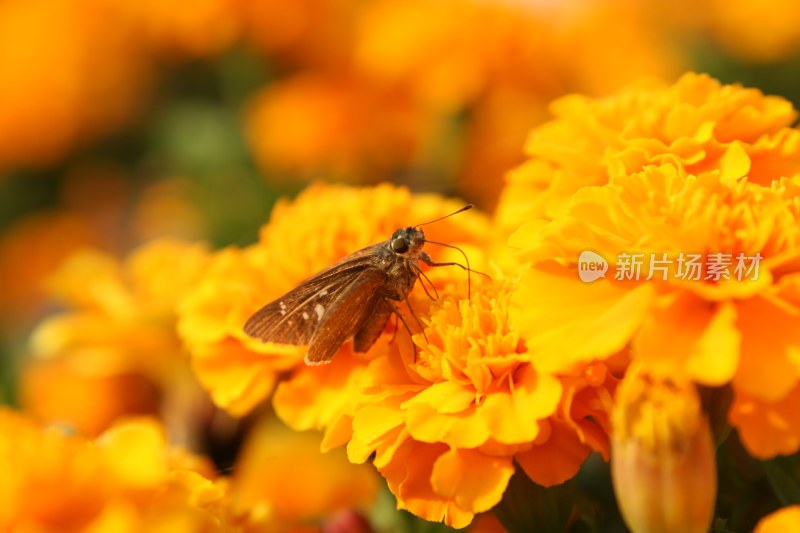 盛开的花朵