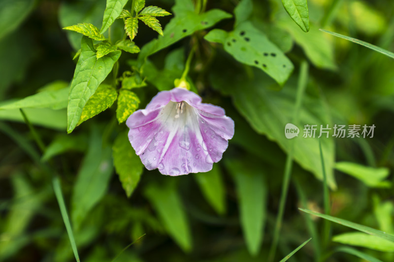 带水珠的紫色野花与绿叶的特写