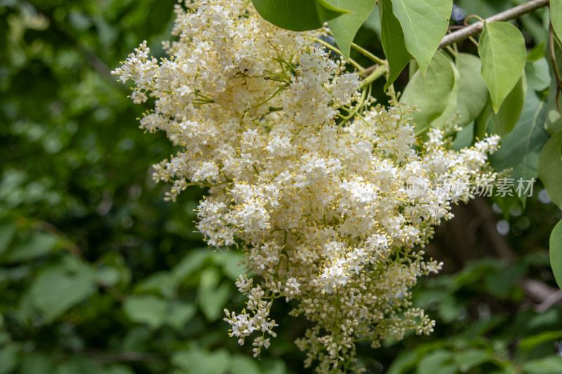 春天枝头的白色丁香花