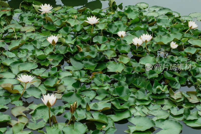 北京国家植物园睡莲