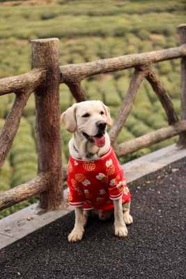 坐在地上的拉布拉多寻回犬